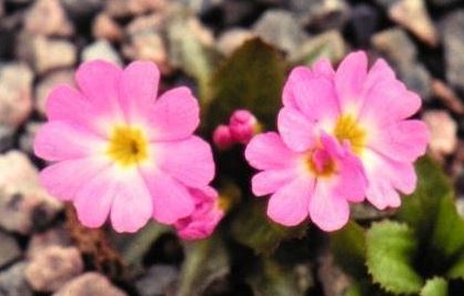 Allwood Pinks, Modern Pinks Spotlight