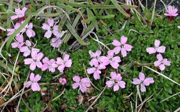 Dianthus, Carnation Pinks, Garden Pinks Blushing Maiden