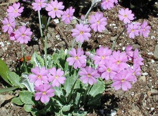 Dianthus Species, Wild Pink, Rock Pink