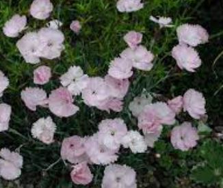 Pinks Whatfield Mini