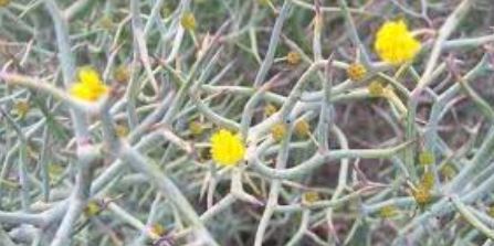 Pleiacanthus Species, Thorn Skeletonweed
