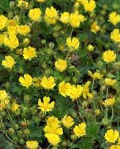 Potentilla, Spring Cinquefoil Nana