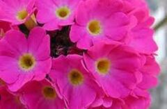 Primula, Drumstick Primrose, Himalayan Primrose 'Cashmeriana Rubin'