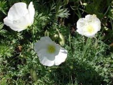 Papaver Species, Dwarf Poppy, White Alpine Poppy