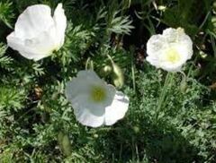 Papaver Species, Dwarf Poppy, White Alpine Poppy