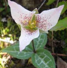 Trillium Species, American Wood Lily, Brook Wake Robin