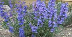 Penstemon Species, Beard Tongue, Meadow Penstemon, Pride of the Mountain, Swollen Penstemon