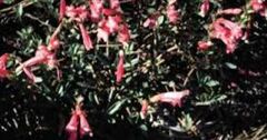Penstemon Species, Beard Tongue, Newberry's Penstemon, Pride of the Mountain
