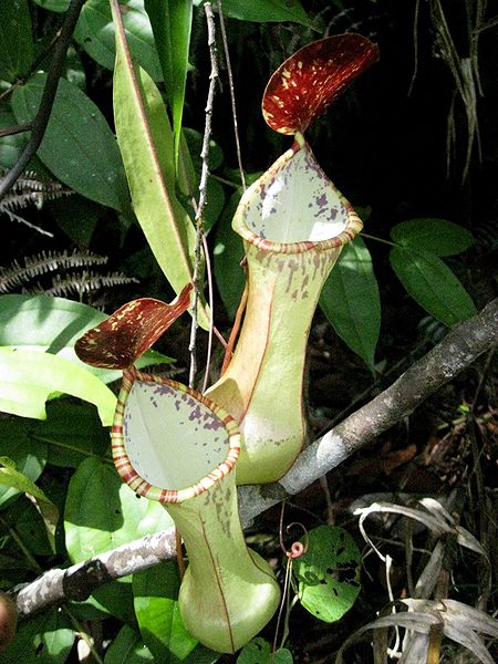 Nepenthes Species, Pitcher Plant Nepenthes eustachya