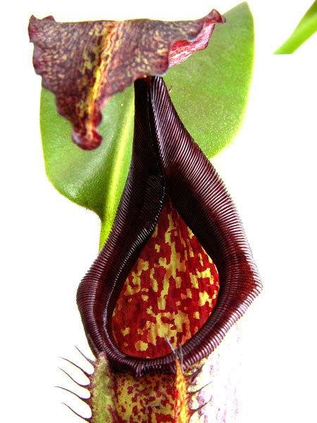 Nepenthes Species, Pitcher Plant Nepenthes eymae