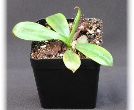 Nepenthes Species, Pitcher Plant, Dusky Pitcher-Plant