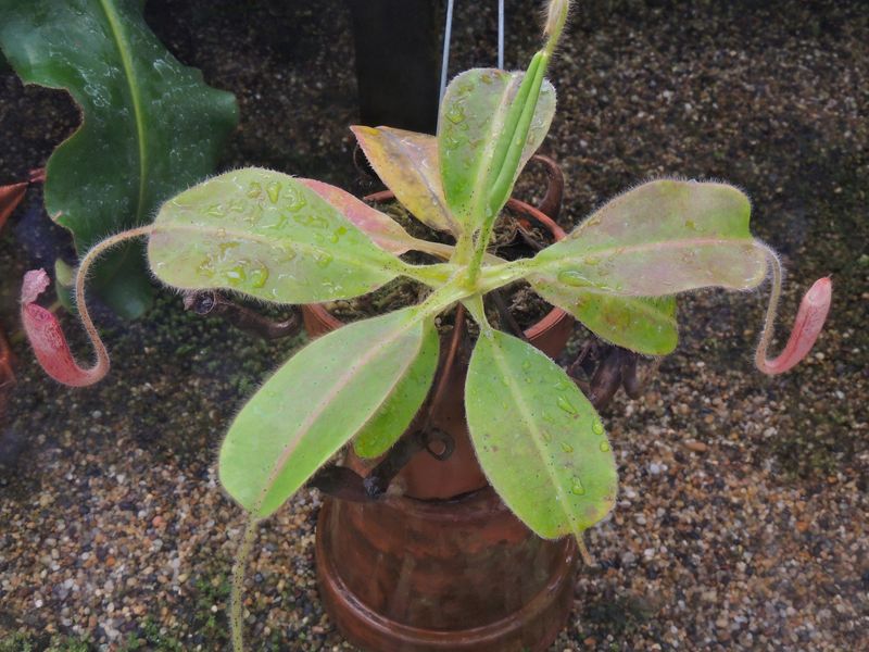 Nepenthes Species, Pitcher Plant Nepenthes glandulifera