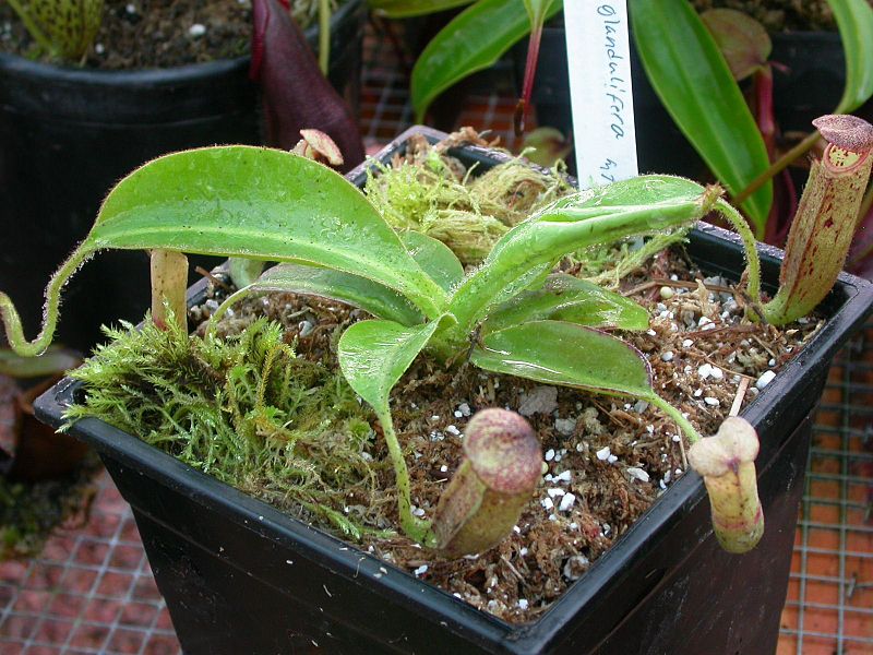 Nepenthes Species, Pitcher Plant, Slender Pitcher-Plant