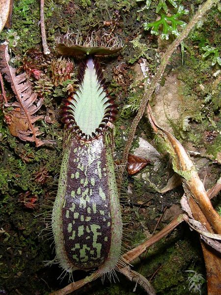 Nepenthes Species, Pitcher Plant ;Nepenthes hamata;