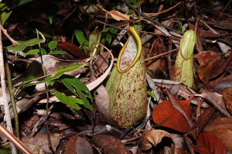 Nepenthes Species, Pitcher Plant, Hairy Pitcher-Plant