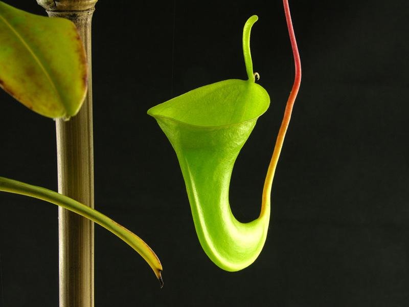 Nepenthes Species, Pitcher Plant Nepenthes inermis