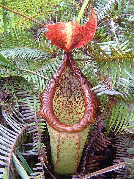 Nepenthes Species, Pitcher Plant Nepenthes insignis