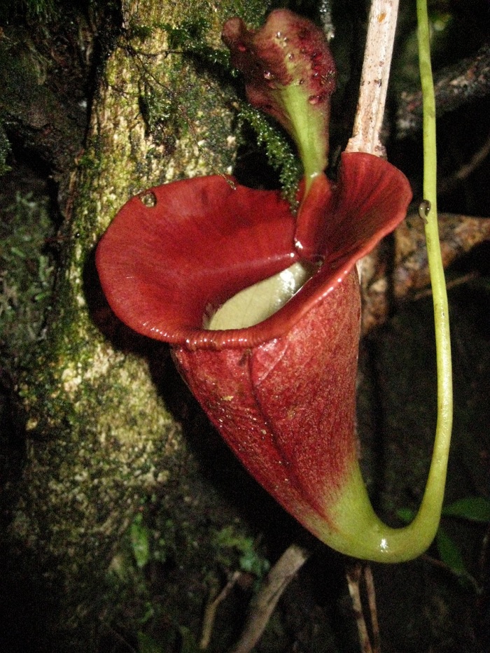 Nepenthes Species, Pitcher Plant Nepenthes jacquelineae