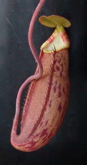 Nepenthes Species, Pitcher Plant Nepenthes lavicola