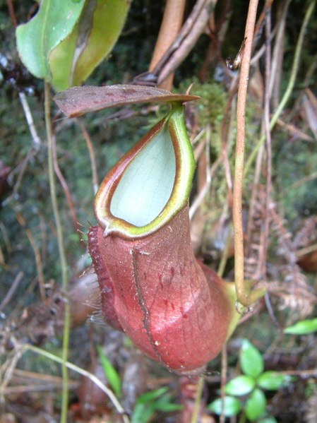 Nepenthes Species, Pitcher Plant Nepenthes longifolia