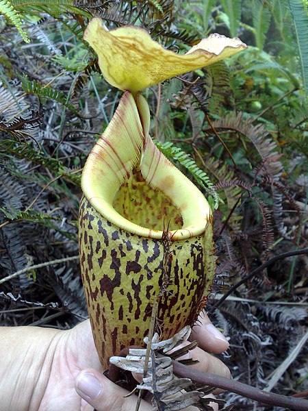 Nepenthes Species, Pitcher Plant Nepenthes macfarlanei