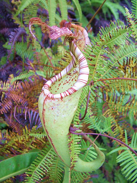 Nepenthes Species, Pitcher Plant, Great Pitcher-Plant