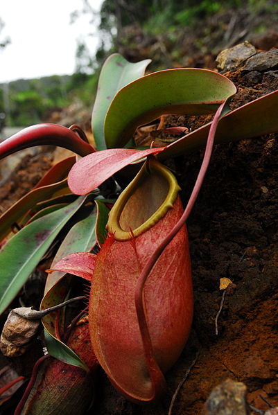 Nepenthes Species, Pitcher Plant Nepenthes merrilliana