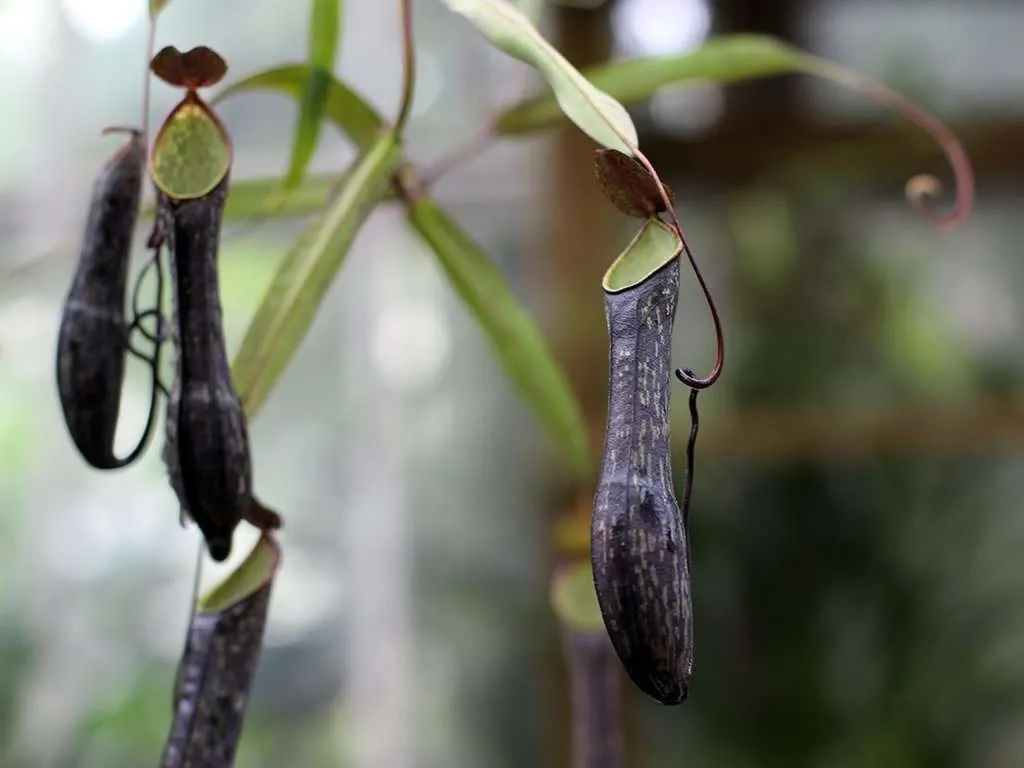 Nepenthes Species, Pitcher Plant Nepenthes mikei