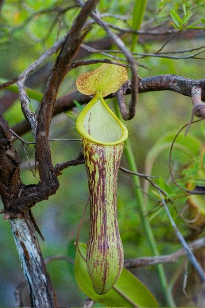Nepenthes Species, Pitcher Plant Nepenthes mindanaoensis