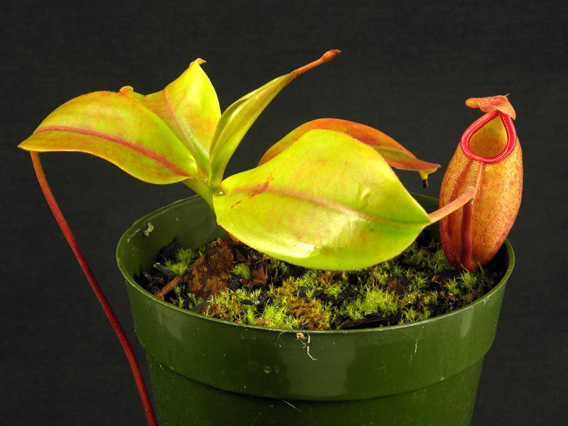 Nepenthes Species, Pitcher Plant Nepenthes mira