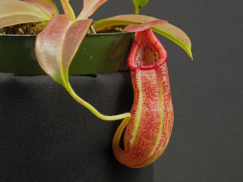 Nepenthes Species, Pitcher Plant Nepenthes petiolata
