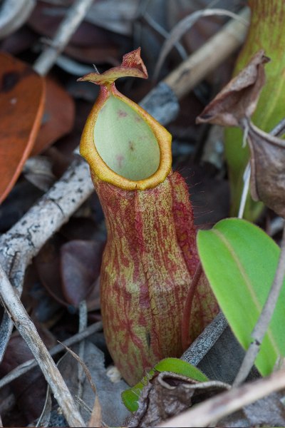 Nepenthes Species, Pitcher Plant, Giant Pitcher-Plant