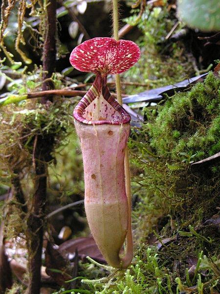 Nepenthes Species, Pitcher Plant, Golden-Furred Pitcher-Plant