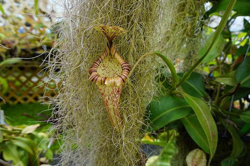 Nepenthes Species, Pitcher Plant Nepenthes platychila