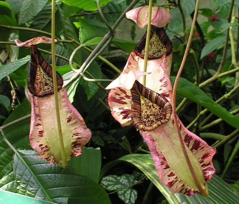 Nepenthes Species, Pitcher Plant, Raffles Pitcher-Plant