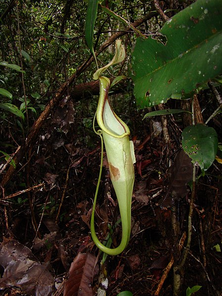 Nepenthes Species, Pitcher Plant Nepenthes baramensis