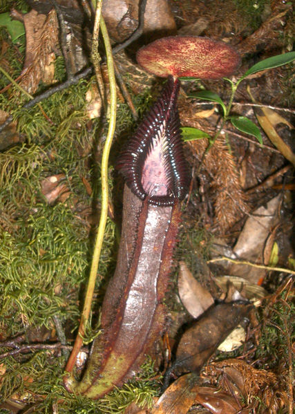 Nepenthes Species, Pitcher Plant Nepenthes singalana