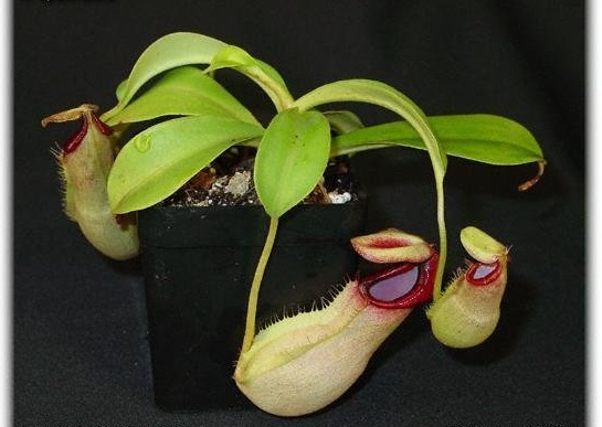 Nepenthes Species, Pitcher Plant Nepenthes spathulata