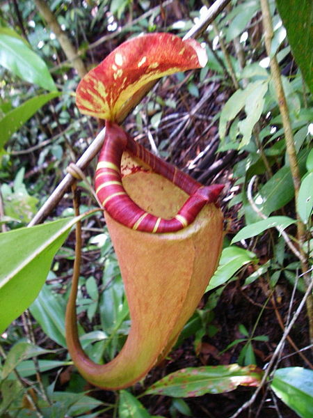 Nepenthes Species, Pitcher Plant Nepenthes sumatrana