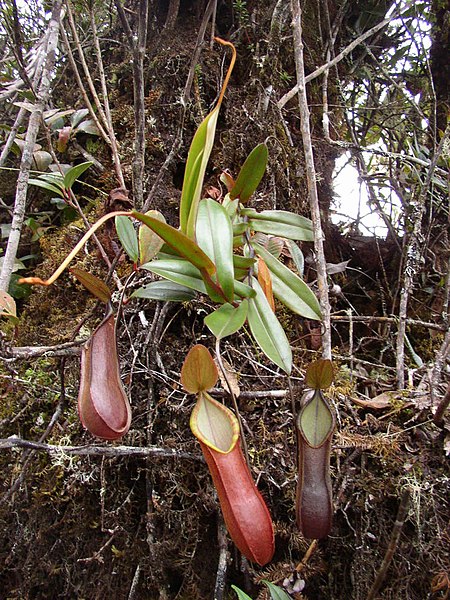 Nepenthes Species, Pitcher Plant, Fringed Pitcher-plant