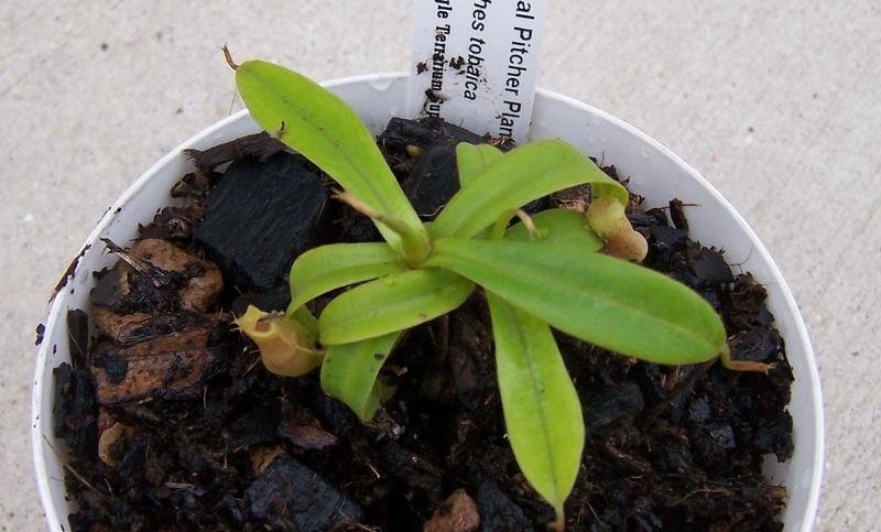 Nepenthes Species, Pitcher Plant Nepenthes tobaica