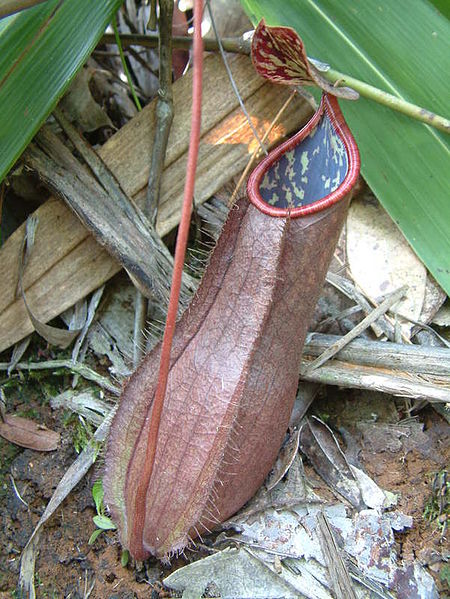 Nepenthes