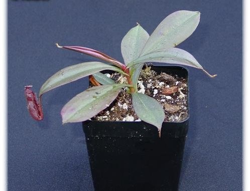 Nepenthes Species, Pitcher Plant Nepenthes vieillardii