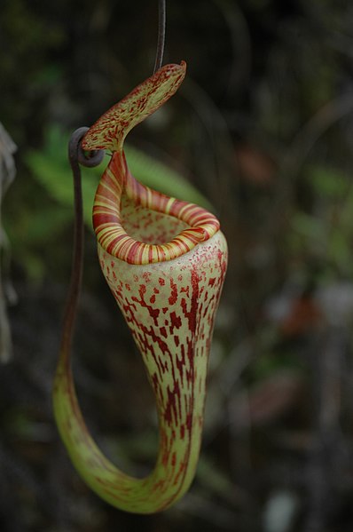 Nepenthes Species, Pitcher Plant Nepenthes vogelii