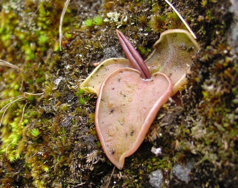 Pinguicula Species, Butterwort Pinguicula acuminata
