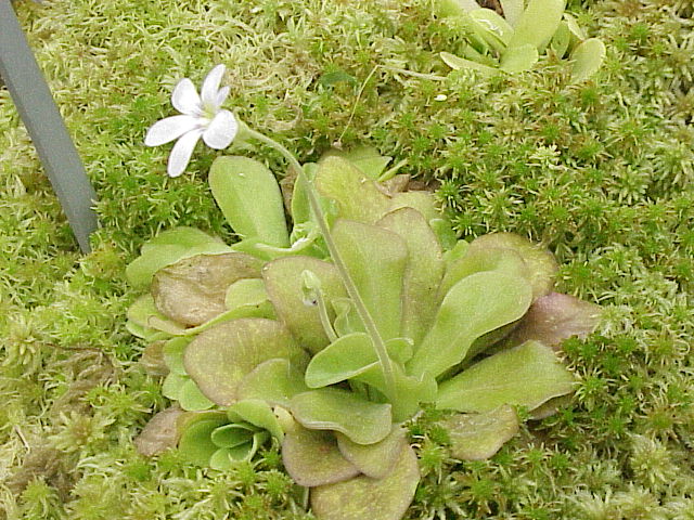 Pinguicula Species, Butterwortv Pinguicula agnata
