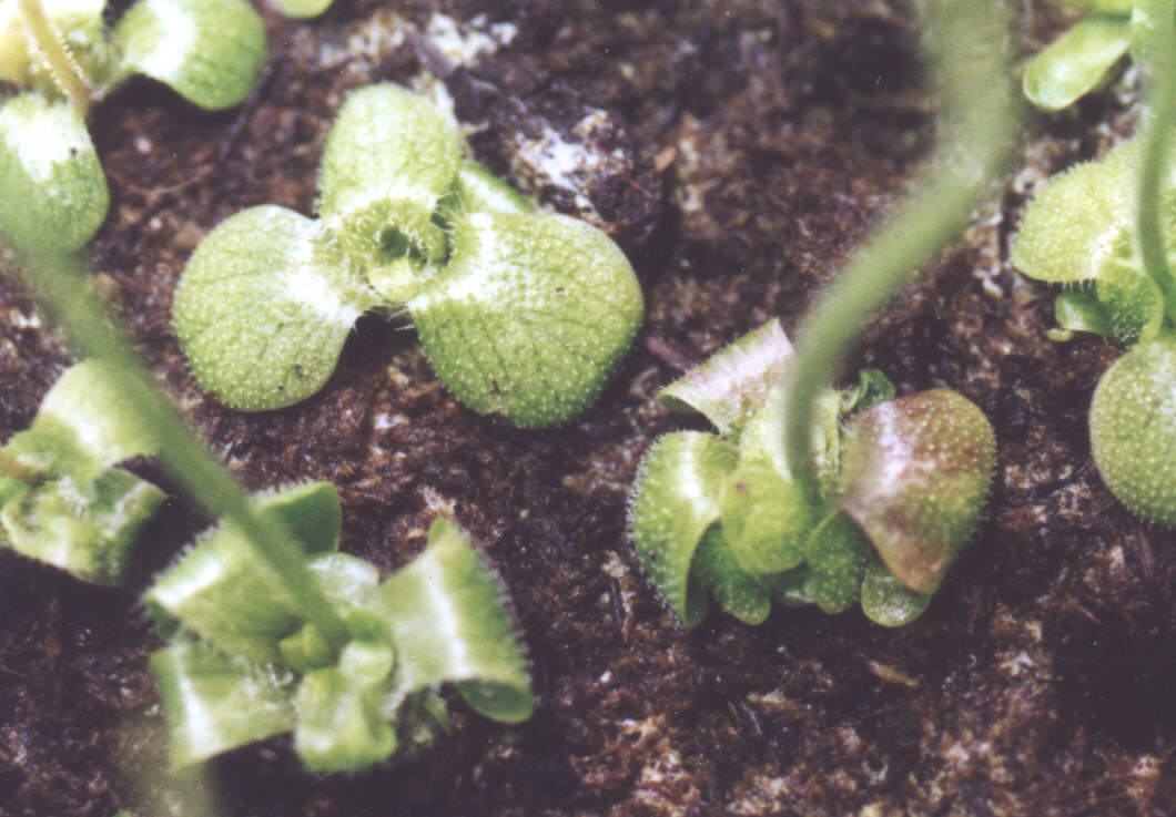 Pinguicula Species, Variegated Butterwort