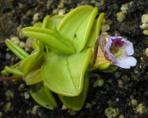 Pinguicula Species, Butterwort Pinguicula calyptrata