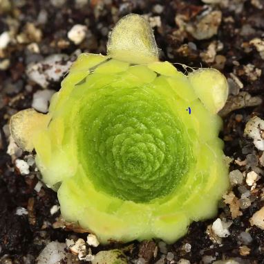 Pinguicula Species, Butterwort Pinguicula colimensis