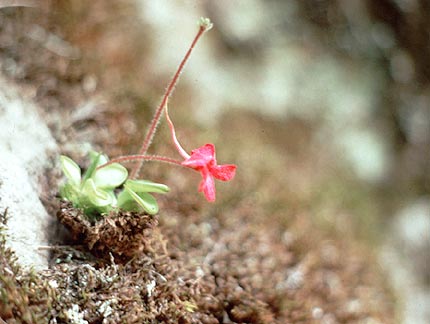 Pinguicula Species, Butterwort Pinguicula crassifolia